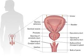 Structure And Function Of The Male Reproductive System Course Hero