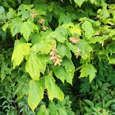 Image result for Sapindaceae