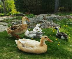 Though slow to mature, these dogs are very biddable and make good family pets. Raising Ducks For Eggs Old Farmer S Almanac