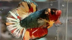 Dari mulai untuk ikan hias sampai ikan aduan dengan perawatan yang benar juga ikan cupang akan memiliki warna indah. 7 Cara Perawatan Ikan Cupang Yang Sudah Tua Cek Ketinggian Air Hingga Gunakan Garam Ikan Tribun Jateng