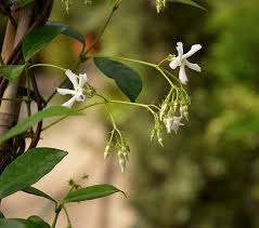 Some of these are true jasmines, from the jasminum genus, but there many more jasmines and jessamines in different plant families that deserve attention. How To Prune Your Vines