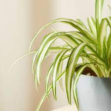 Check spelling or type a new query. Spider Plant 101 How To Care For Spider Plants Bloomscape