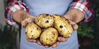 Cuáles son las variedades de patata más conocidas?Palacios ...