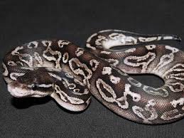 Axanthic Black Pewter Ball Python Black Pewter Ball Python Ball Python Amphibians Reptiles And Amphibians