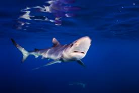 Image result for Shark