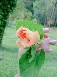 花 花语录 flowers plants rose