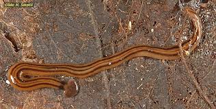 Pin On Phylum Platyhelminthes