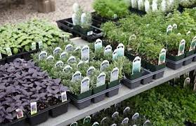 Growing Herbs In Your Garden The Garden Glove Balcony Herb Gardens Plants Culinary Herbs