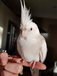 Lost Cockatiel Parrot Bird Wallsend New South Wales Nsw Australia L42921 Cockatiel Losing A Pet Cute Funny Animals