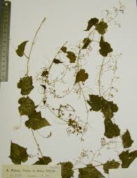 Image result for Cyclantheropsis parviflora