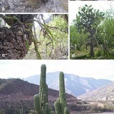But you can easily grow and enjoy small specimens in pots. 1 Life Forms In The Cactaceae A Barriliform Denmoza Rodacantha B Download Scientific Diagram