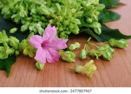 Image result for Ruellia cordata
