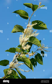 Image result for Fallopia