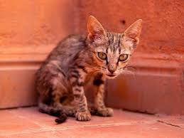 The tumors may adhere to the overlying skin and are typically firm and nodular. Mammary Tumors In Cats Uk