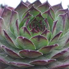 In extreme situations you can. Sempervivum Red Rum S 1237 Beautiful Deep Olive Green Leaves With Purple Tips Great Summer Color Large Https Www Si Sempervivum Succulents Live Topiary