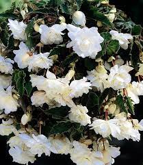 Begonia Pendula Group White Giant Begonia Tuber Shade Perennials White Azalea Begonia