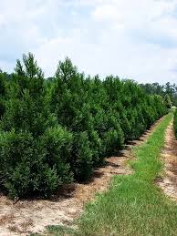 Image result for Cryptomeria