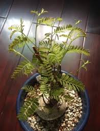 Image result for Elephantorrhiza elephantina