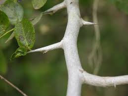 Check spelling or type a new query. The Tree African Blackwood Conservation Project