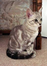 They are great with children and are wonderful companions to both young and old. 12 Beautiful Australian Mist Cat Photography Ideas Australian Mist Cat Photography Cats
