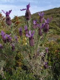 Image result for Haumaniastrum glabrifolium