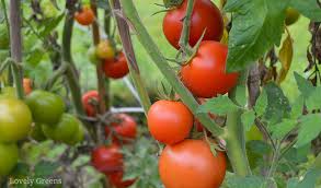 Maybe you would like to learn more about one of these? Growing Tomatoes From Seed Sowing Times Compost And Instructions Lovely Greens