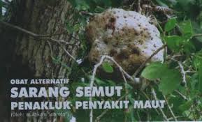 Image result for FOTO SARANG SEMUT MENJAGA KESEHATAN JANTUNG