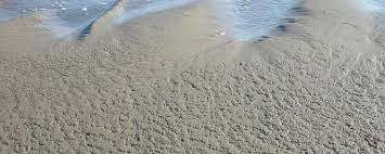 We did not find results for: Sand Dwellers Explore Beaches
