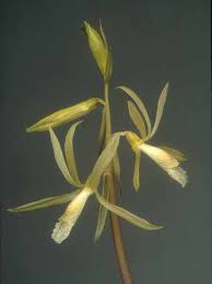 Image result for Nervilia