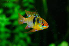 7 Colorful Freshwater Fish Aquariadise