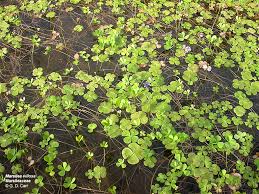 Image result for Marsilea farinosa