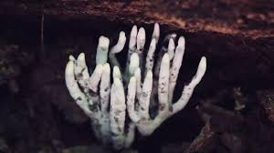 Image result for Xylaria polymorpha