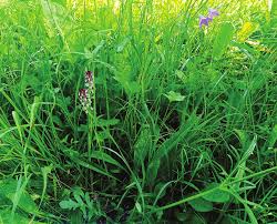 Image result for Tinnea coerulea