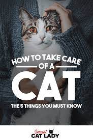 How To Take Care Of A Cat The 5 Things You Must Know Cat Parenting Pet Care Cats Cat Facts