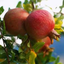 Fruit trees in the ecosystem. Top Fruit Trees For Gardens In The Southwest Better Homes Gardens