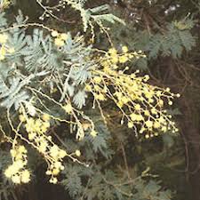 Acacia baileyana or cootamundra wattle, is a shrub or tree in the genus acacia. Acacia Baileyana New Zealand Plant Conservation Network