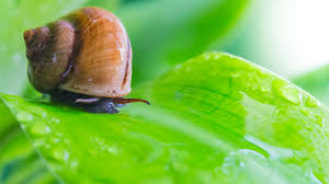 They will either die as soon as this mixture hits them, or soon after they crawl away into a different hidden area. Choosing The Best Slug Snail Killer For You