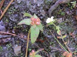Image result for Heterotis decumbens
