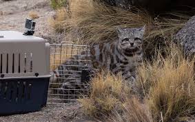 Habitat loss largely from mining development, traditional hunting for cultural practices and a reduction in prey species like the mountain. Field Notes Finding Jacobo An Andean Cat Captivates Conservationists