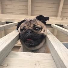 30 mai 2017 la 11:45. 230 The P U G Adventures Ideas Doug The Pug Pugs Pug Dog
