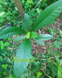 Image result for Tabernaemontana stapfiana