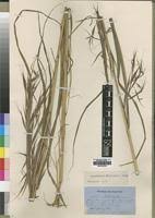 Image result for Hyparrhenia welwitschii