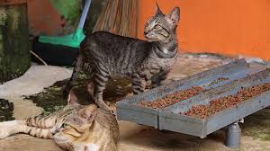 Kedi Sevgisi Yuva Sahibi Yapti Ntv