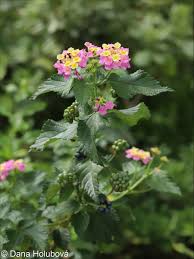 Image result for Lantana camara