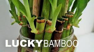 Lucky bamboo in water and rocks. Repotting Lucky Bamboo Plants Care Youtube