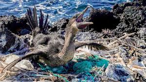 The islands are quite remote and isolated, lying some 1000 km (620 miles) west of the south american continent. There S No Planet B Conservation Efforts Manage Rising Tourism In Galapagos Islands Abc News