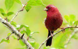 hayvan resimleri en guzel hayvan resimleri masaustu simli hareketli hayvan resimleri beautiful bird wallpaper bird wallpaper beautiful birds