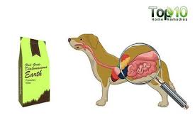 Home Remedies For Intestinal Parasites Worms In Dogs Top 10 Home Remedies Worms In Dogs Intestinal Parasites Dog Diarrhea Remedy
