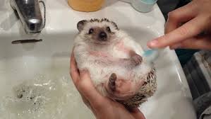 He then began to splash around as he enjoyed the water. Adorable Pet Hedgehog Gets A Clean Bath With A Toothbrush Daily Mail Online