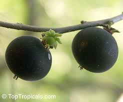 Image result for Dovyalis xanthocarpa